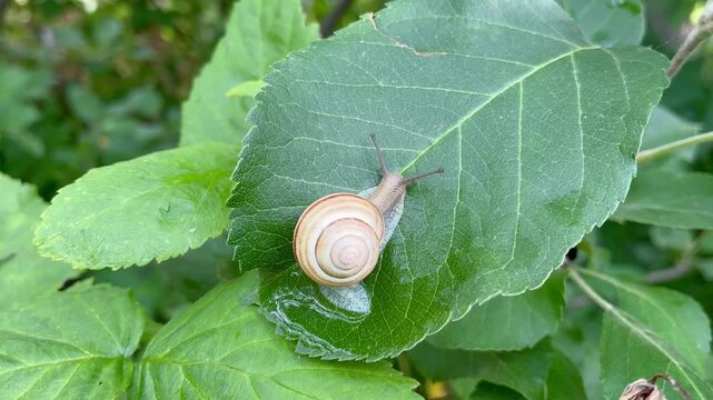 Tiny garden snail close up on the green leaf in the garden