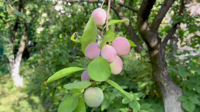 Green plums on the plum tree twig in the garden