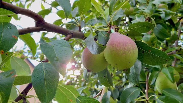Ripe sweet pink cherry plums on the tree on sunny day