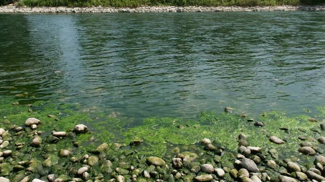 Austrocknung von Fl&uuml;ssen im Sommer in Europa, tiefer Wasserstand durch die Klimaerw&auml;rmung und wenig Regen im Sommer, Algenbildung am Flussbeet mit Bollensteinen , Str&ouml;mung, Natur, Wasserstr&ouml;mung
