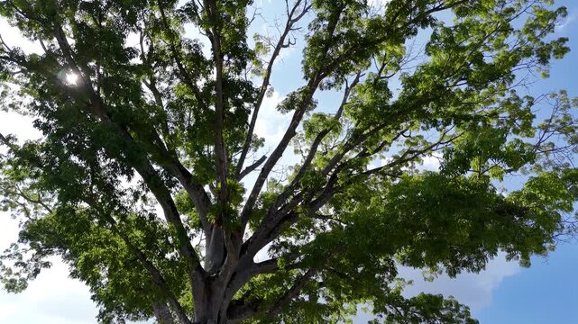 Drone footage rising through canopy of giant Sumauma tree in Amazon rainforest