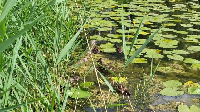 Wild ducklings and their mother scurry around the lake in search of food