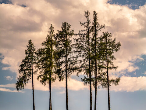 Tall pine Trees Silhouetted Against Dramatic Cloudy Sky at Sunset Over Open Landscape