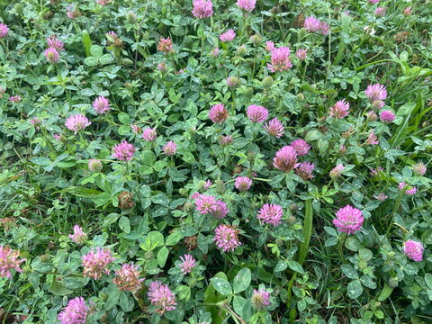 Blooming red clover flowers growing densely in a natural green meadow.