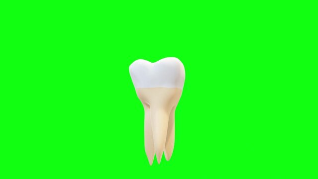 3D render of human molar tooth rotating isolated on green screen background
