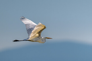Fototapeta premium Great Egret (Ardea alba) in Klamath Basin National Wildlife Refuge, OR