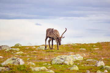 Reindeer in Swedish mountains © Sarah