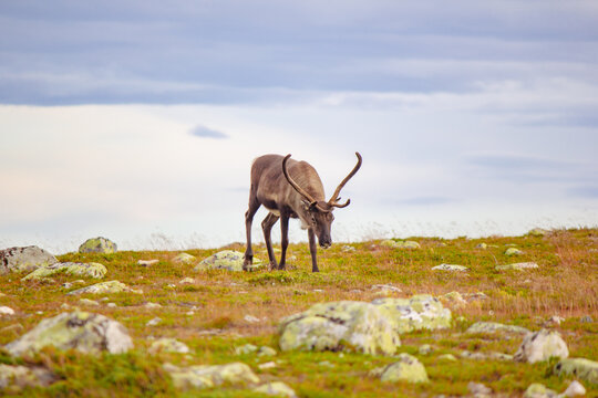 Reindeer in Swedish mountains