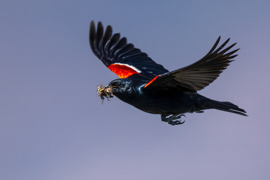 Red-winged Blackbird (Agelaius phoeniceus) in Klamath Basin National Wildlife Refuge, OR