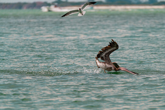 brown pelican diving into the ocean for some surfacing bait fish
