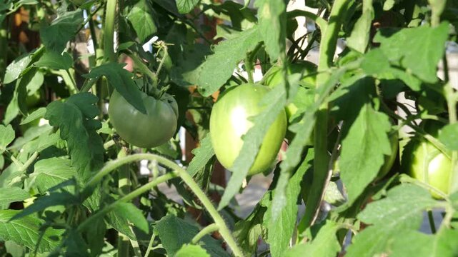 Vibrant green unripe tomatoes hanging on vine, surrounded by lush leaves and gently swaying in sunlight. Growing organic vegetables in home garden for healthy natural harvest