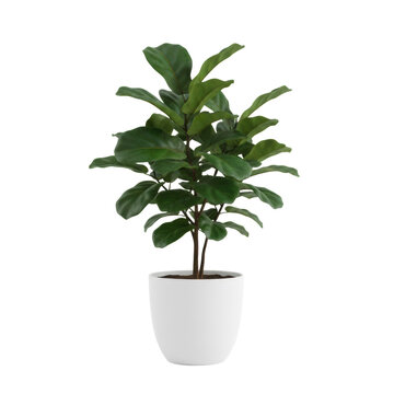 Lush fiddle leaf fig houseplant with glossy emerald violin-shaped leaves in a sleek matte white ceramic pot against a transparent background, minimalist decor vibe