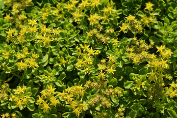 Obraz premium Sedum hybridum plant with blossom