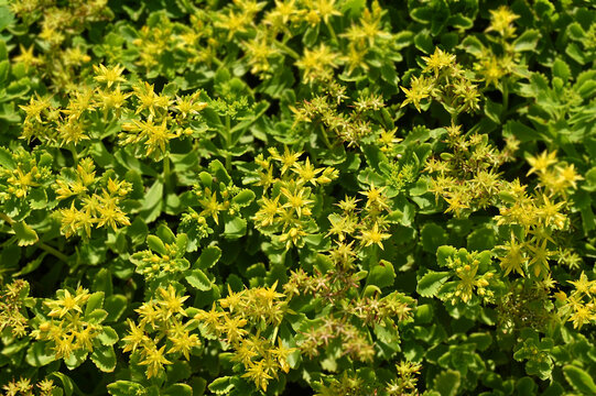 Sedum hybridum  plant with blossom