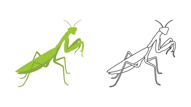 Praying mantis illustration green and black line art on white background