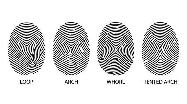 Biometric fingerprint identification patterns vector illustration, detailed set featuring ulnar loop, central pocket whorl, plain arch, and accidental whorl, human data security and forensic analysis 