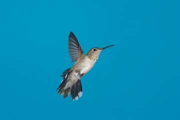 Obraz premium Calliope Hummingbird in flight