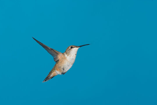 Female Rufous Hummingbird in flight