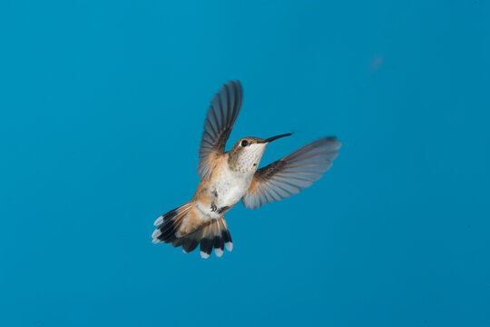 Female Rufous Hummingbird in flight