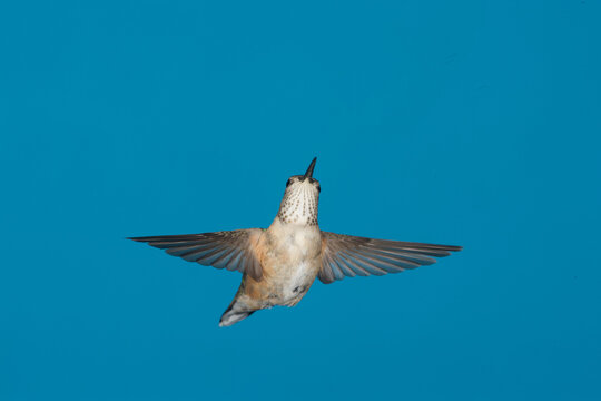 Female Rufous Hummingbird in flight
