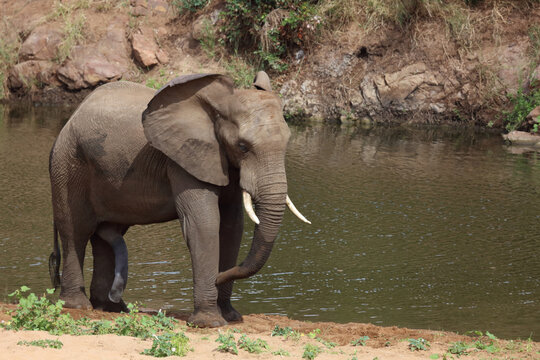 Afrikanischer Elefant / African elephant / Loxodonta africana