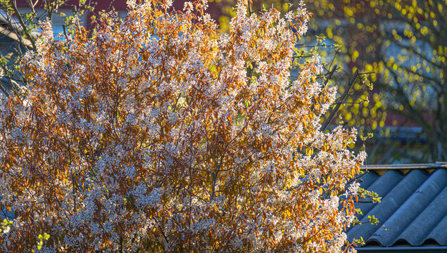 Blooming serviceberry Amelanchier lamarckii glowing in spring sunlight.