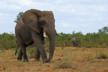 Fototapeta premium Afrikanischer Elefant / African elephant / Loxodonta africana