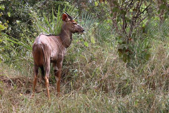 S&uuml;dliche Schirrantilope / Cape bushbuck / Tregelaphus sylvaticus