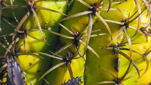 Horizontal macro shot of sharp brown spines on a vibrant yellow-green cactus in direct sunlight. Detailed texture and sharp technical focus on plant defenses.
