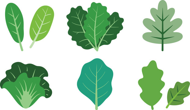Salad greens flat vector illustration. Fresh spinach, romaine lettuce, oakleaf, kale, and cabbage foliage create a healthy organic assortment.
