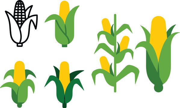 Corn stalk flat vector illustration. Yellow maize ears with green husks are shown alongside a line icon and growing plant.