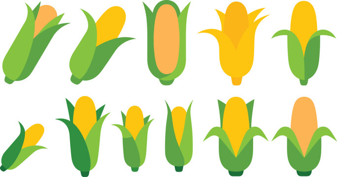 Corn cob flat vector illustration. Eleven different yellow sweetcorn stalks with green husks are displayed in multiple organic harvest styles.