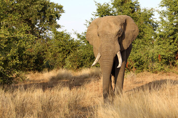 Fototapeta premium Afrikanischer Elefant / African elephant / Loxodonta africana