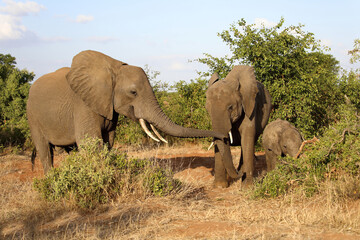 Fototapeta premium Afrikanischer Elefant / African elephant / Loxodonta africana