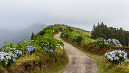 Fototapeta premium Sete Cidades, San Miguel Island, Azores, Portugal. Winding dirt path surrounded by lush greenery and hydrangeas. Misty mountains in the background. Overcast sky with fog.