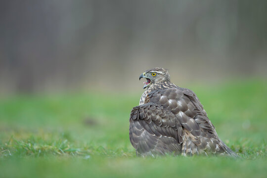 Northern Goshawk resting on meadow with open beak, close-up wildlife portrait