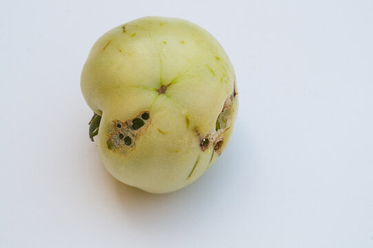 An unripe green tomato fruit with numerous holes made by a dangerous pest in the agricultural moth armyworm caterpillar. Protection of crops and plants from insects and pests