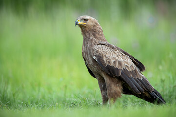 Obraz premium Lesser Spotted Eagle standing on green meadow, wildlife portrait