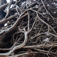 Obraz premium Tangled tree roots in a dense forest. Koh Kradan Island, Thailand. Tropical jungle environment with natural growth.