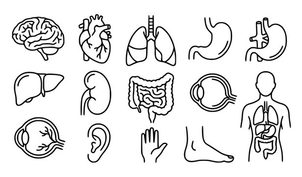 Human anatomy organs medical body parts editable thin line icon collection