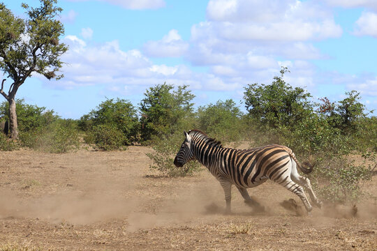 Steppenzebra / Burchell's zebra / Equus quagga burchellii