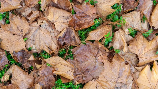 Top view, closeup of brown dried maple leaves