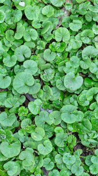 Plants in a rainforest in southeastern Brazil