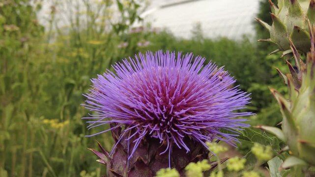 Closeup of a group of bees pollinating the purple flowers of the Cardoon plant, also known as the artichoke thistle or globe artichoke