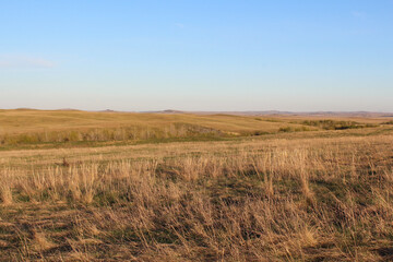 Fototapeta premium Tall yellow wild grass. Early spring in the field. Landscape.
