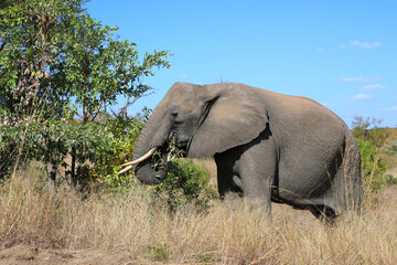 Obraz premium Afrikanischer Elefant / African elephant / Loxodonta africana