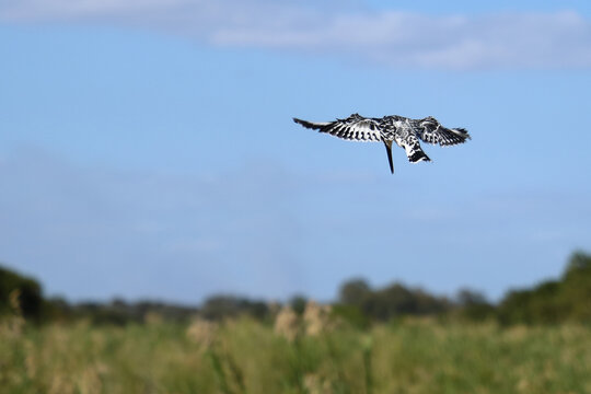 Graufischer / Pied kingfisher / Ceryle rudis