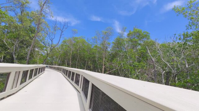 wooden boardwalk in forest