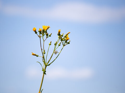 Budding Sow Thistle Plant Against Blue Sky with Copy Space