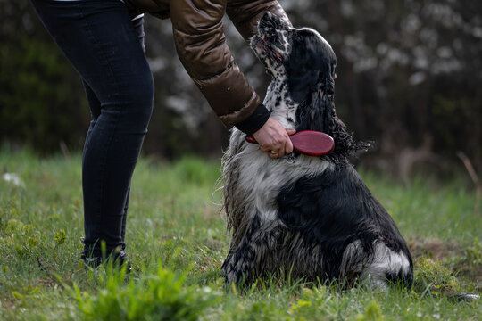 Woman brushing English Cocker Spaniel outdoors before a walk or training session
